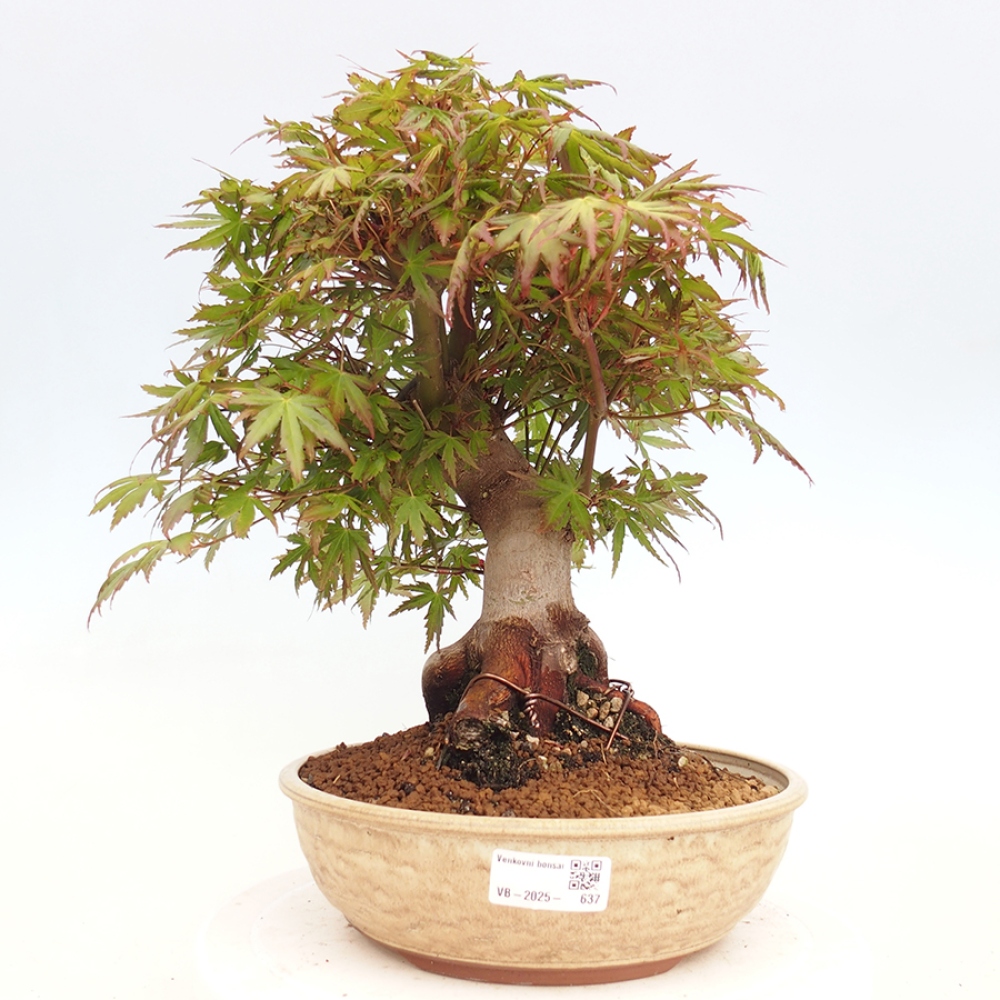 Bonsai im Freien - Acer palmatum - Auburn Ahorn