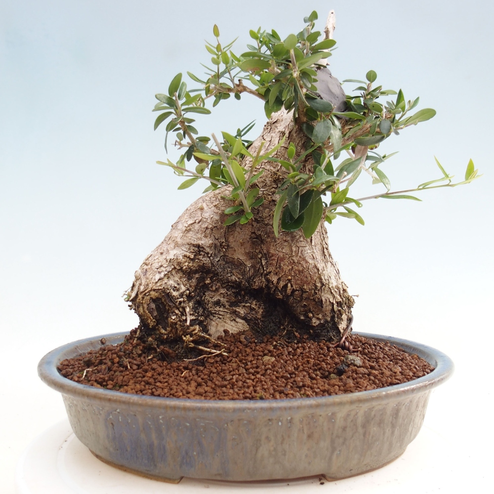 Indoor-Bonsai - Olea europaea sylvestris - Europäisches kleinblättriges Olivenöl