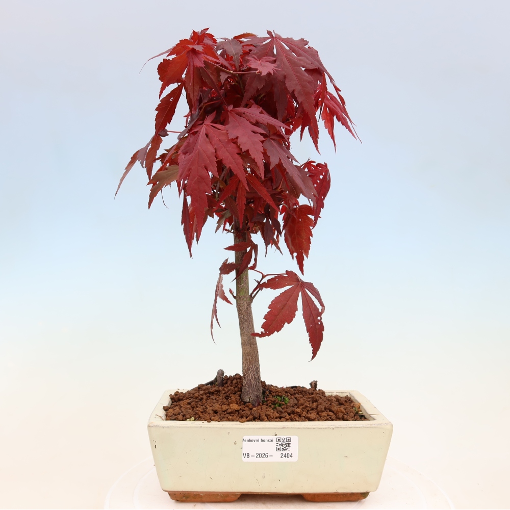Bonsai für draußen - Acer-Palme. Atropurpureum-Javor palmate