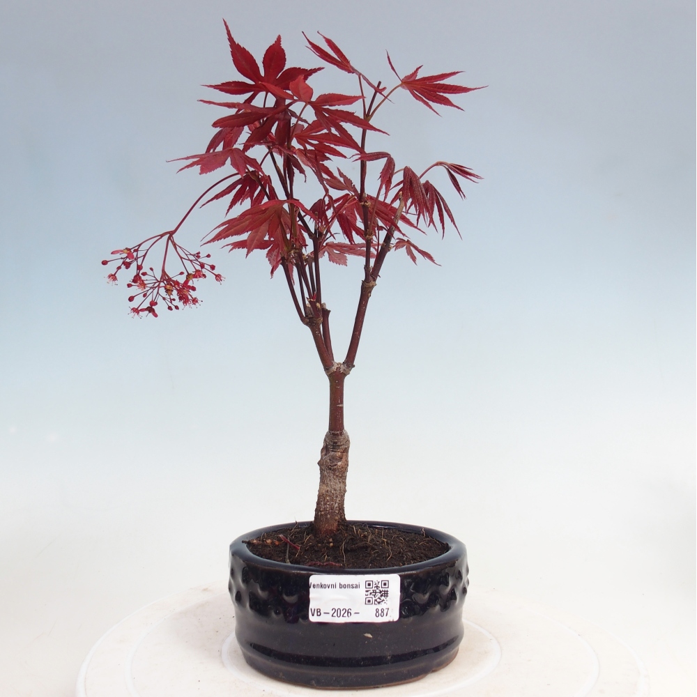 Bonsai im Freien - Acer-Palme. Atropurpureum-Palmenblatt-Ahorn