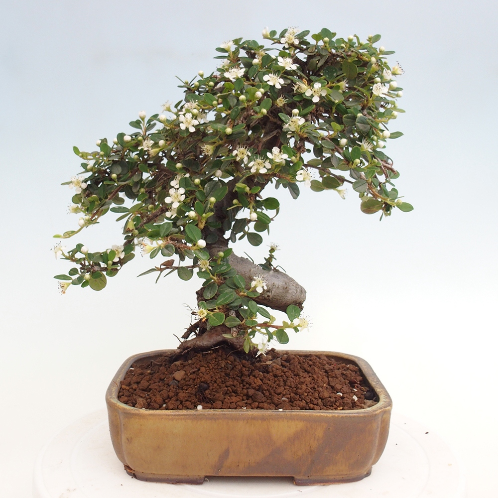 Outdoor-Bonsai-Cotoneaster dammeri - Rock Damer