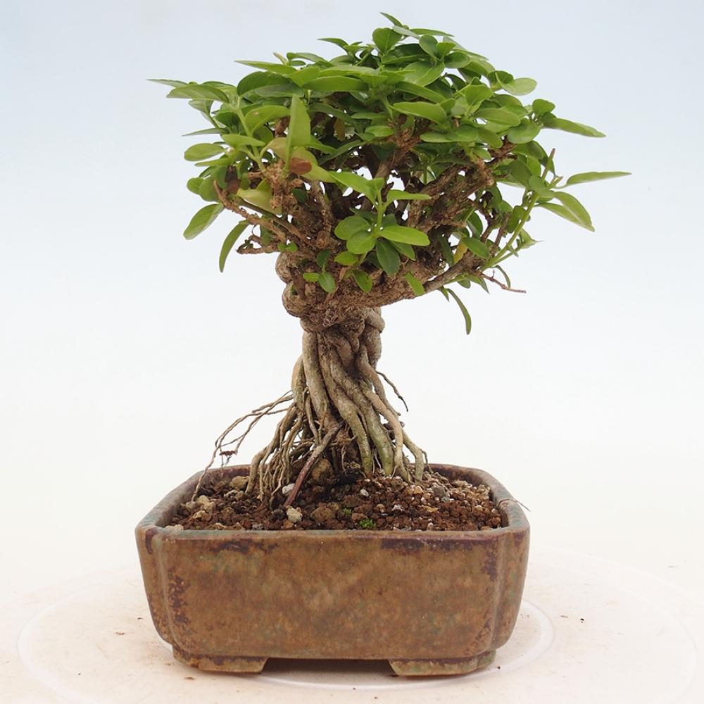 Zimmerbonsai - Premna serratifolia - Kozlovon kleinblättrig