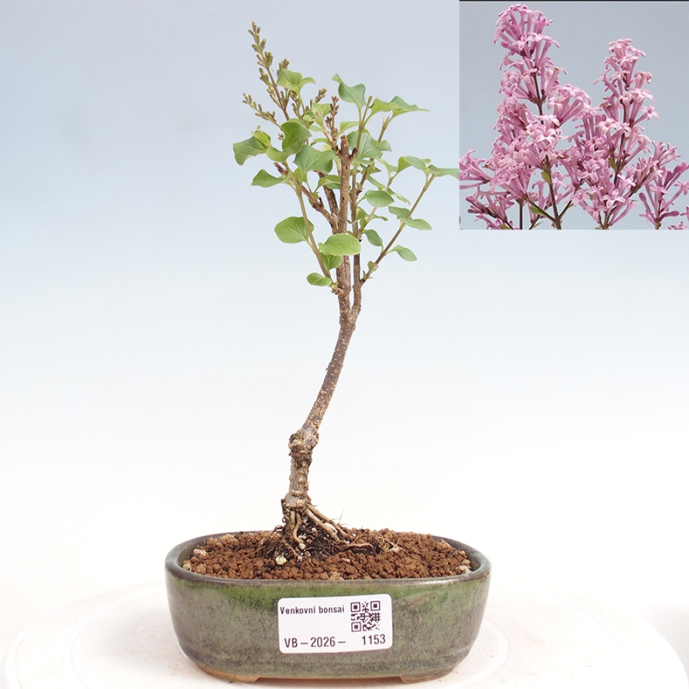 Bonsai für draußen - Syringa Meyeri Palibin - Meyer's Flieder