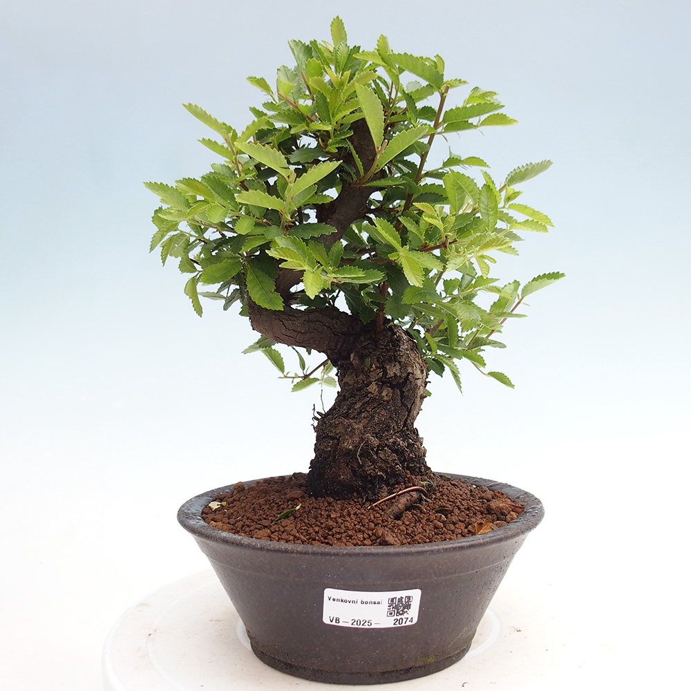 Bonsai im Freien - Zelkova - Zelkova NIRE