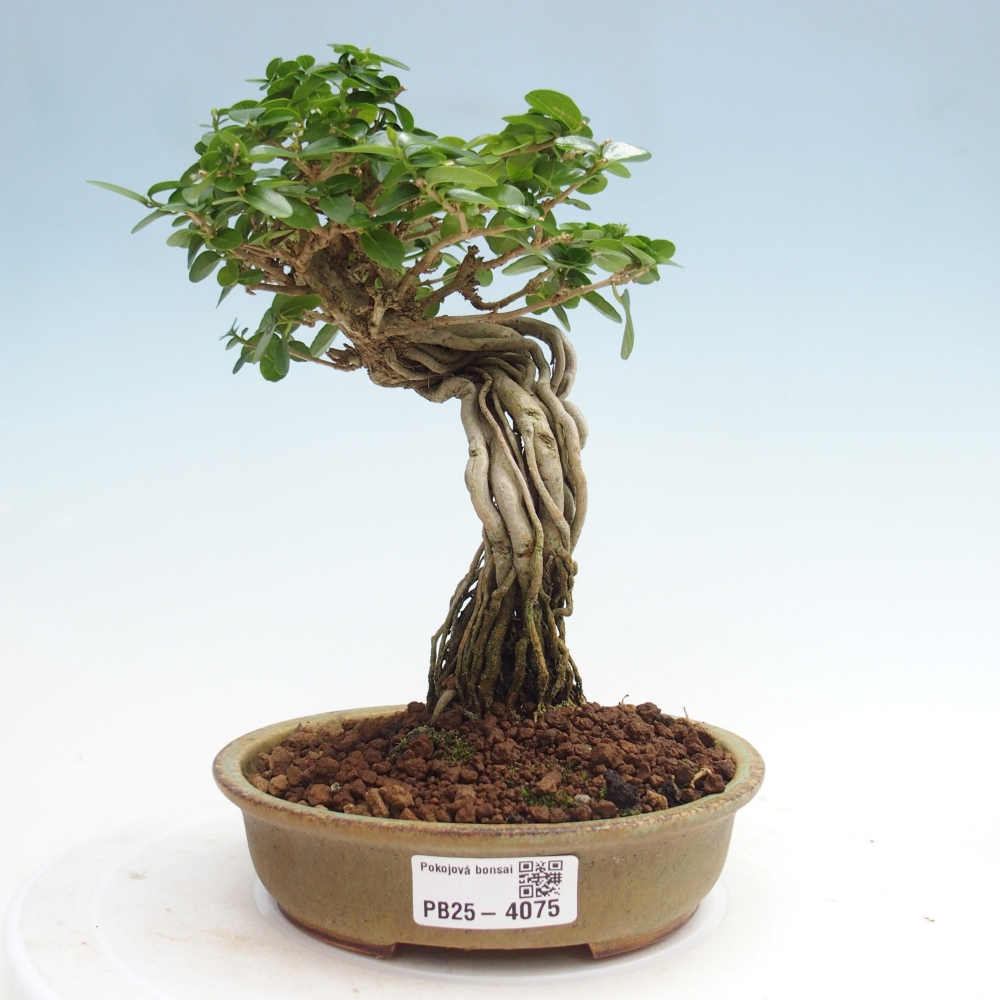 Zimmerbonsai - Premna serratifolia - Kozlovna malolista
