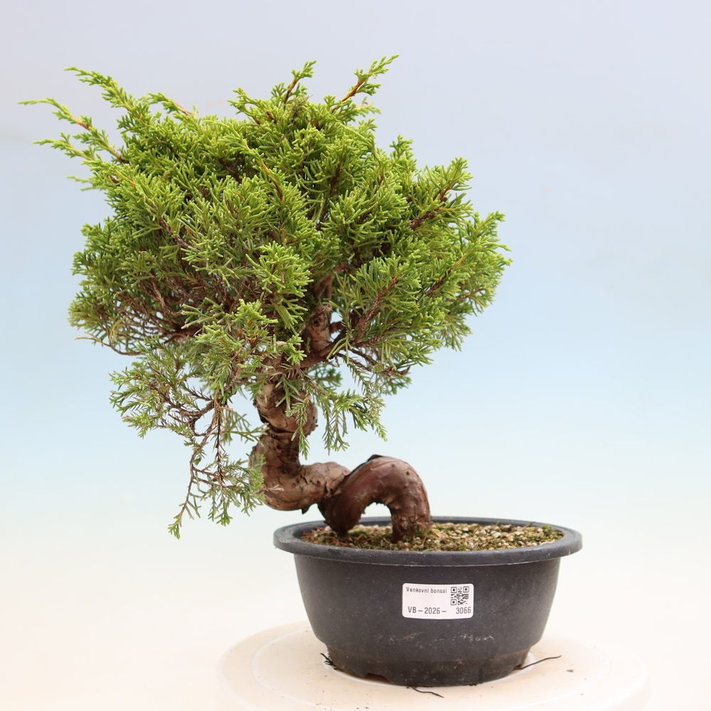 Bonsai für draußen - Juniperus chinensis Itoigawa-Juniperus chinensis