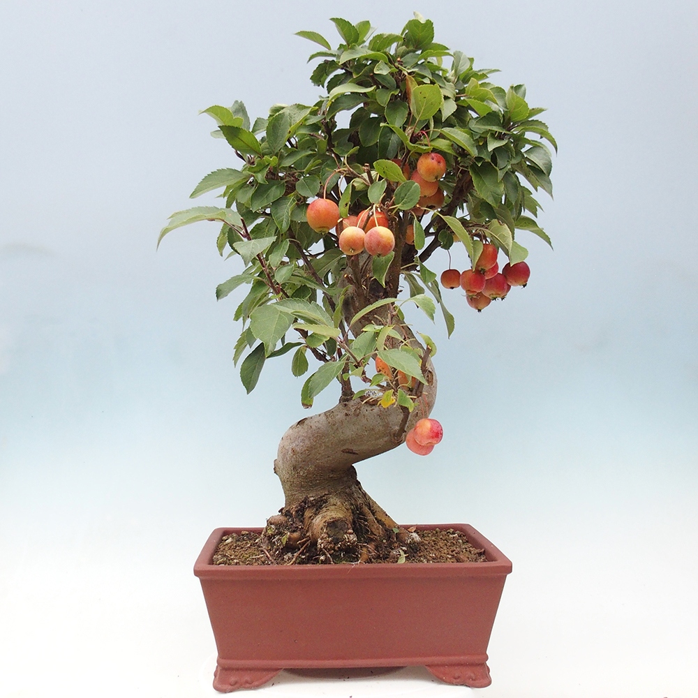 Bonsai im Freien - Malus halliana - Kleinfruchtiger Apfelbaum