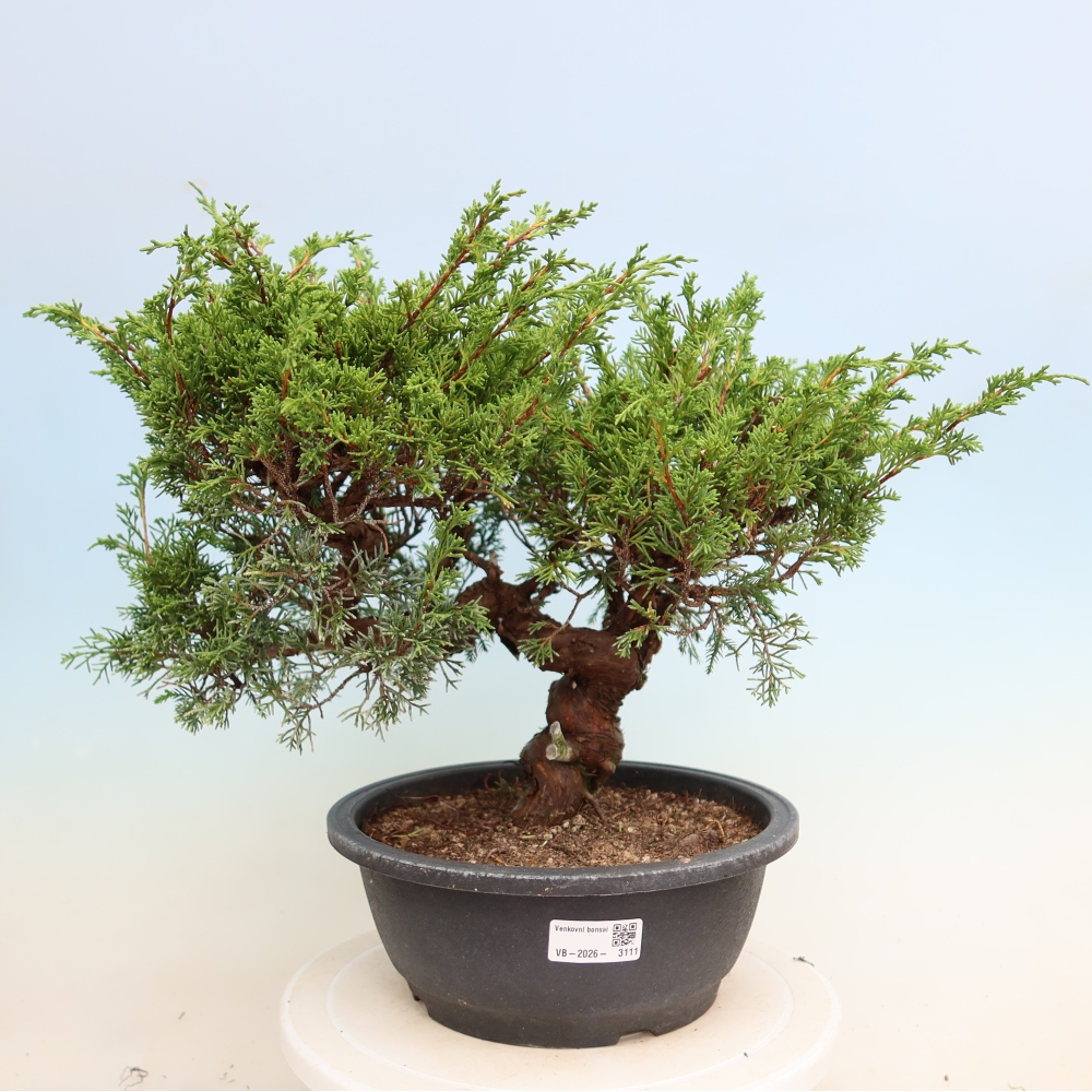 Bonsai für draußen - Juniperus chinensis Itoigawa-Juniperus chinensis