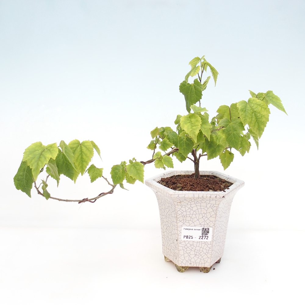 Zimmerbonsai - Abutilon Big Bell - Flussmoltebeere
