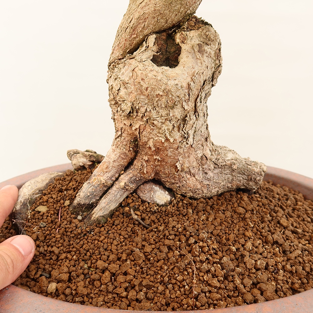 Bonsai im Freien - Carpinus Coreana - Koreanische Hainbuche