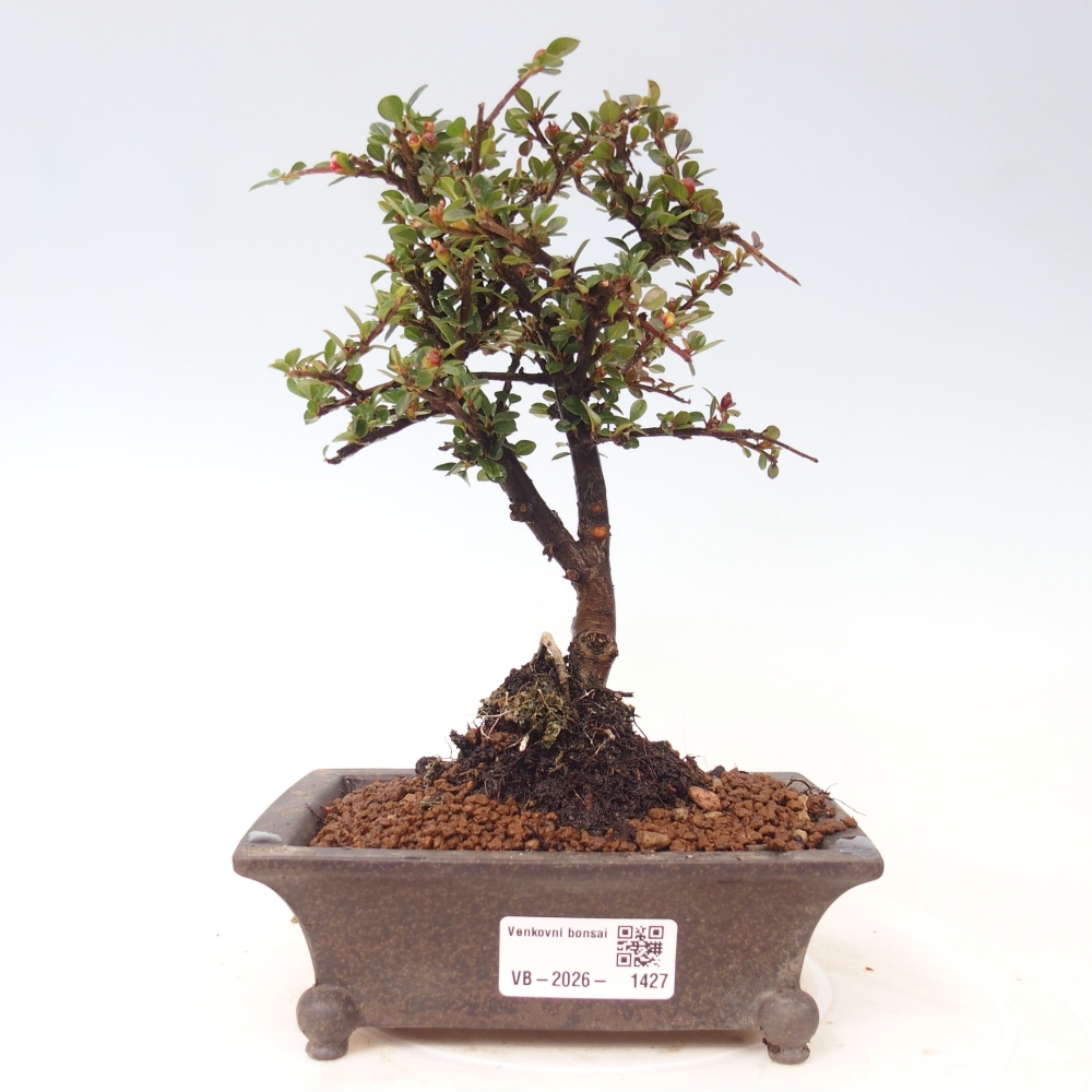 Bonsai für draußen - Cotoneaster horizontalis - Rocky Mountain