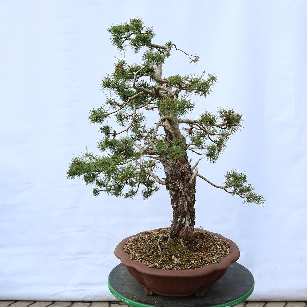Pinus sylvestris Spanien – Waldkiefer
