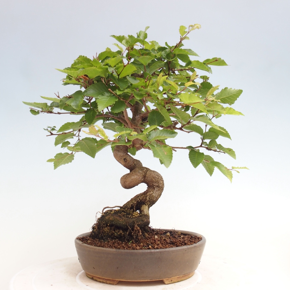 Bonsai im Freien -Carpinus CARPINOIDES - Koreanische Hainbuche