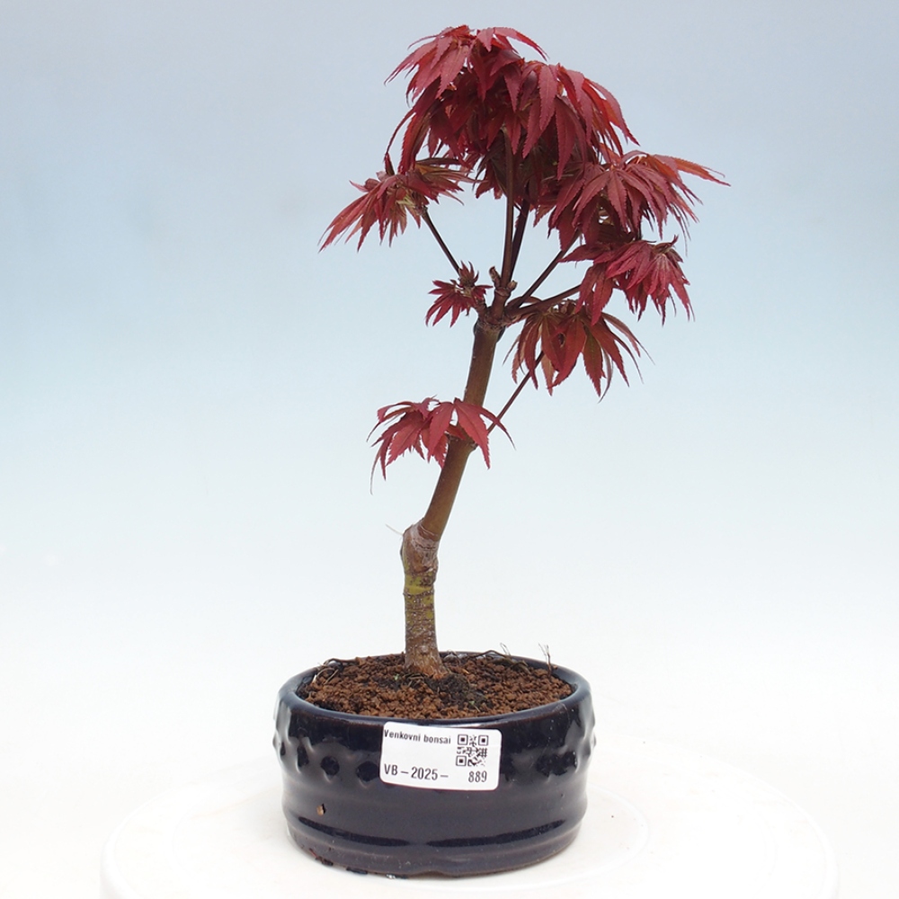 Bonsai im Freien - Acer-Palme. Atropurpureum-Palmenblatt-Ahorn