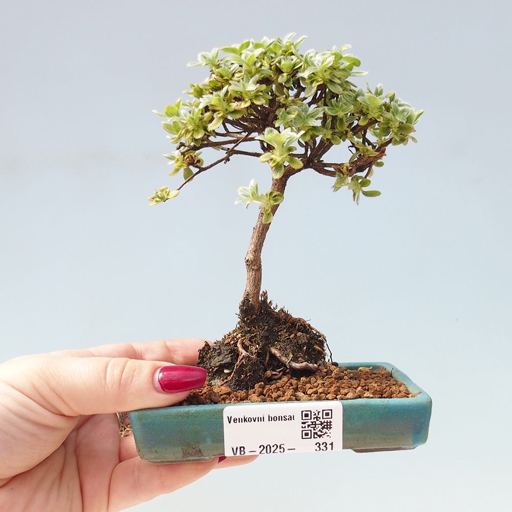 Outdoor-Bonsai - Rododendron indicum - Japanische Azalee