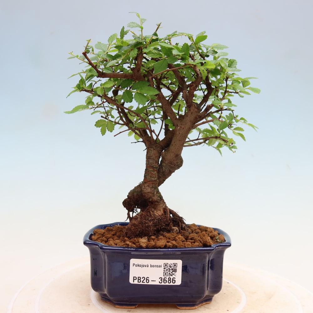Zimmerbonsai - Ulmus parvifolia - Kleinblättrige Ulme