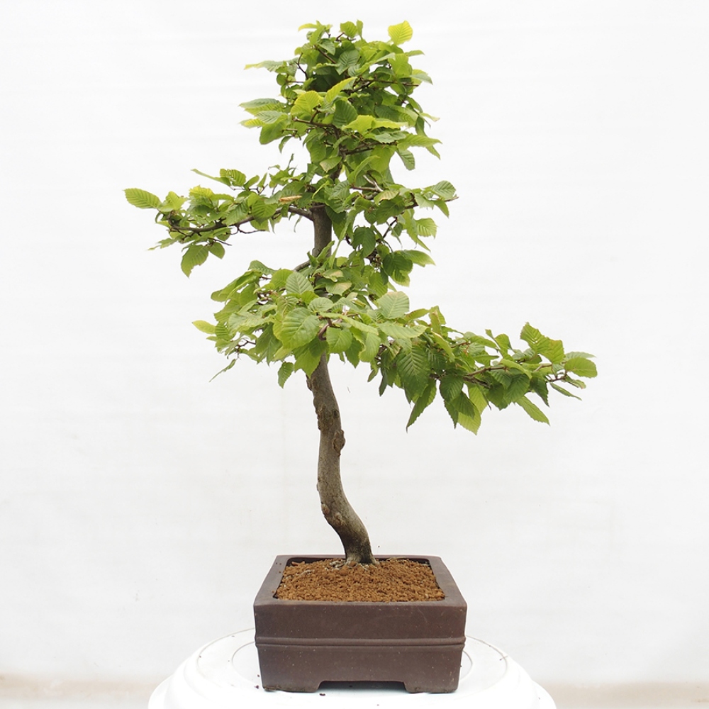Bonsai im Freien - Hainbuche - Carpinus betulus