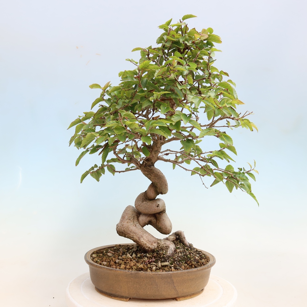 Bonsai für draußen -Carpinus CARPINOIDES - Koreanische Hainbuche
