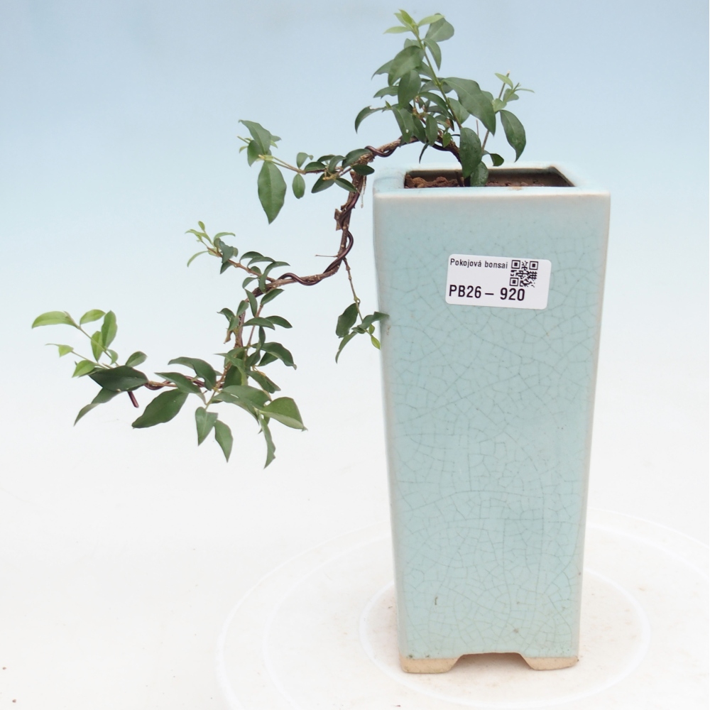 Zimmer Bonsai - Malpighia coccigera- Barbdor Kirsche