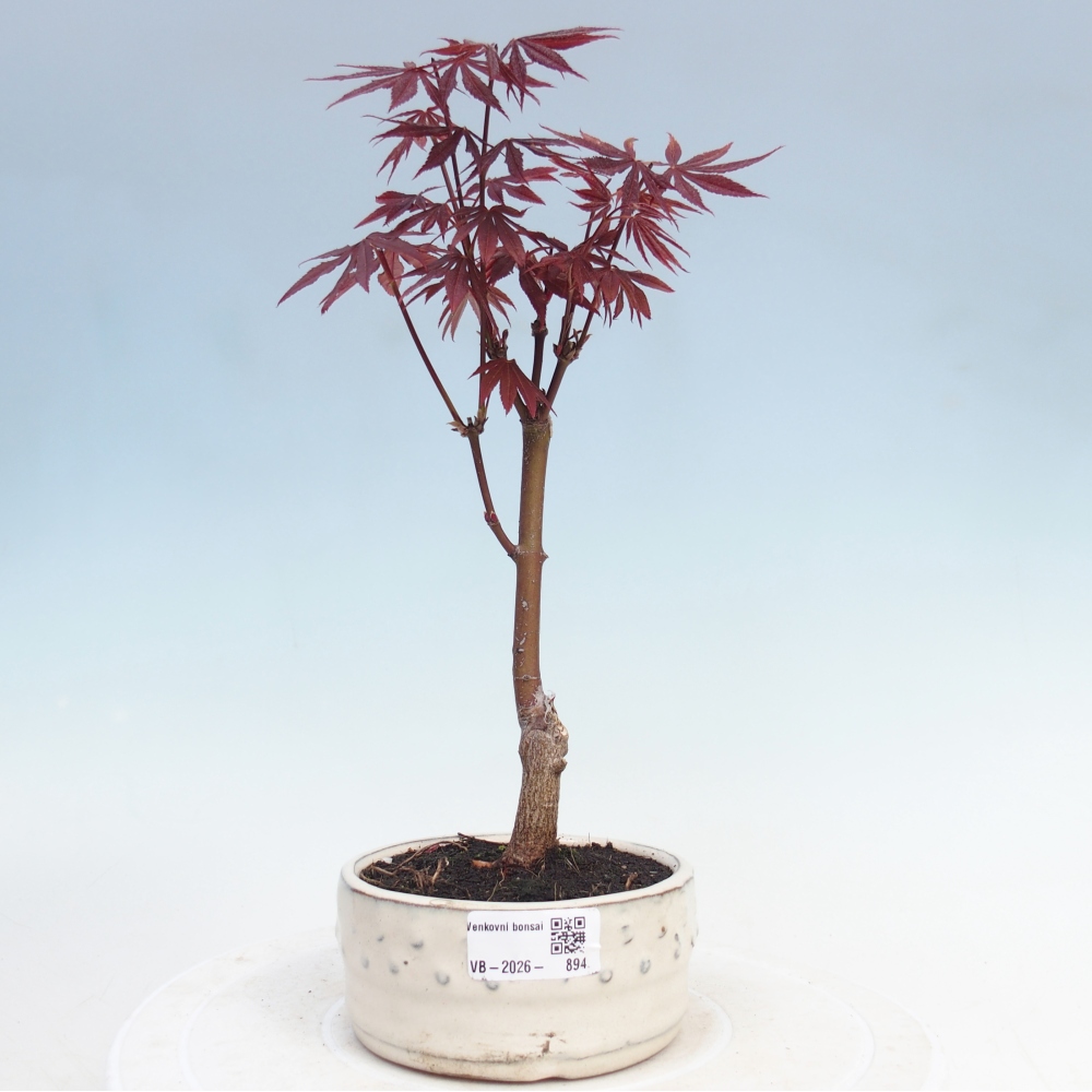 Bonsai für draußen - Acer-Palme. Atropurpureum-Javor palmate