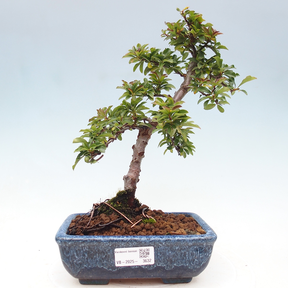 Outdoor Bonsai-Pyracanta Teton -Bäckerei