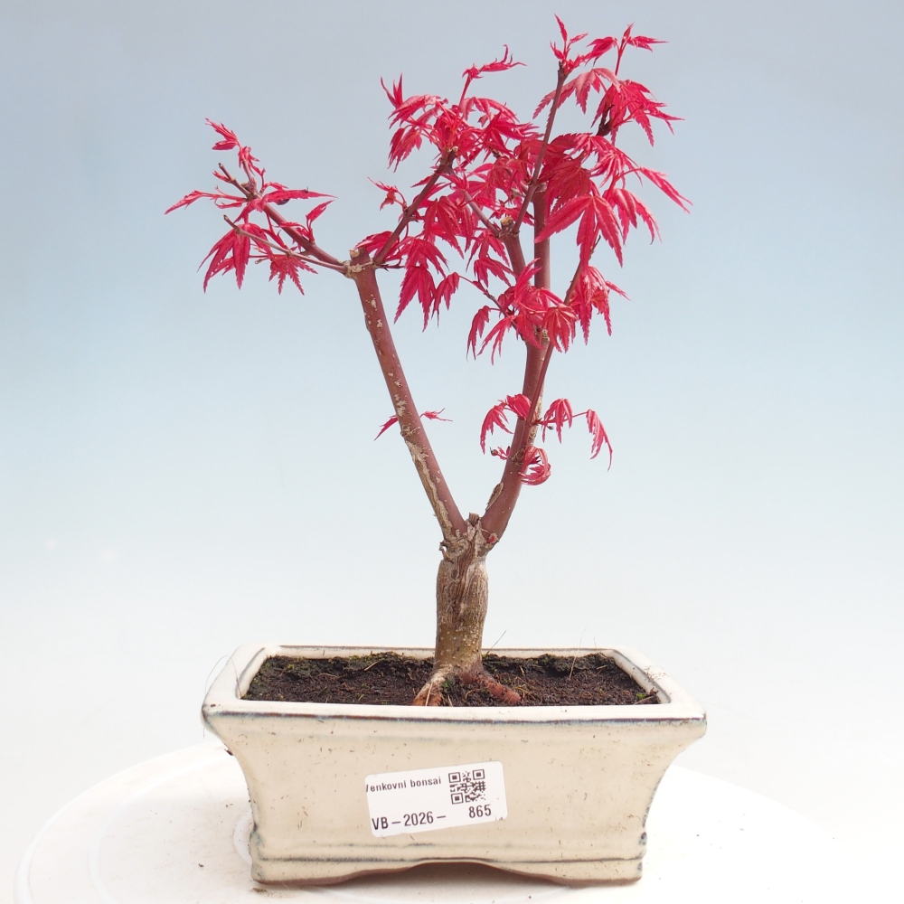 Bonsai für draußen - Acer palmatum DESHOJO