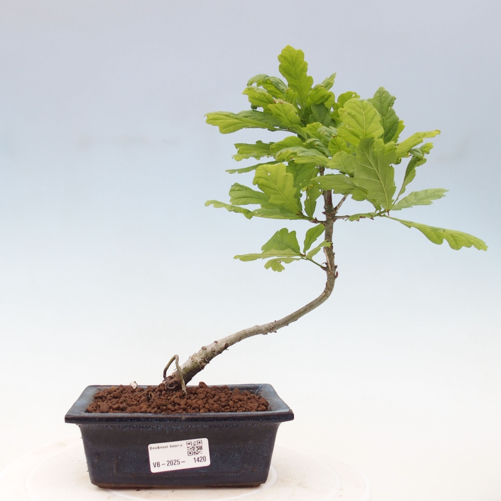 Outdoor-Bonsai - Quercus robur - Eiche