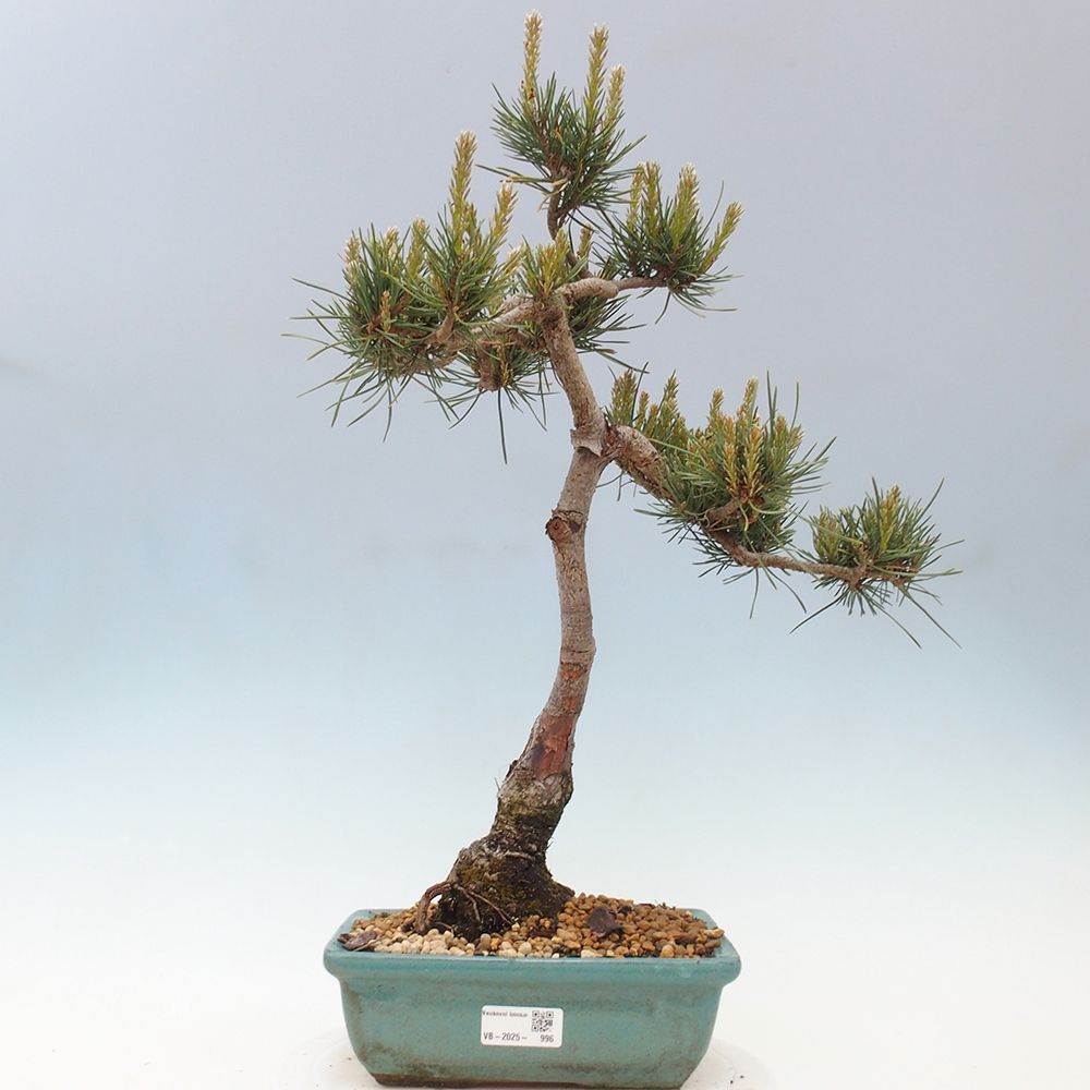 Bonsai im Freien - Pinus Sylvestris - Waldkiefer