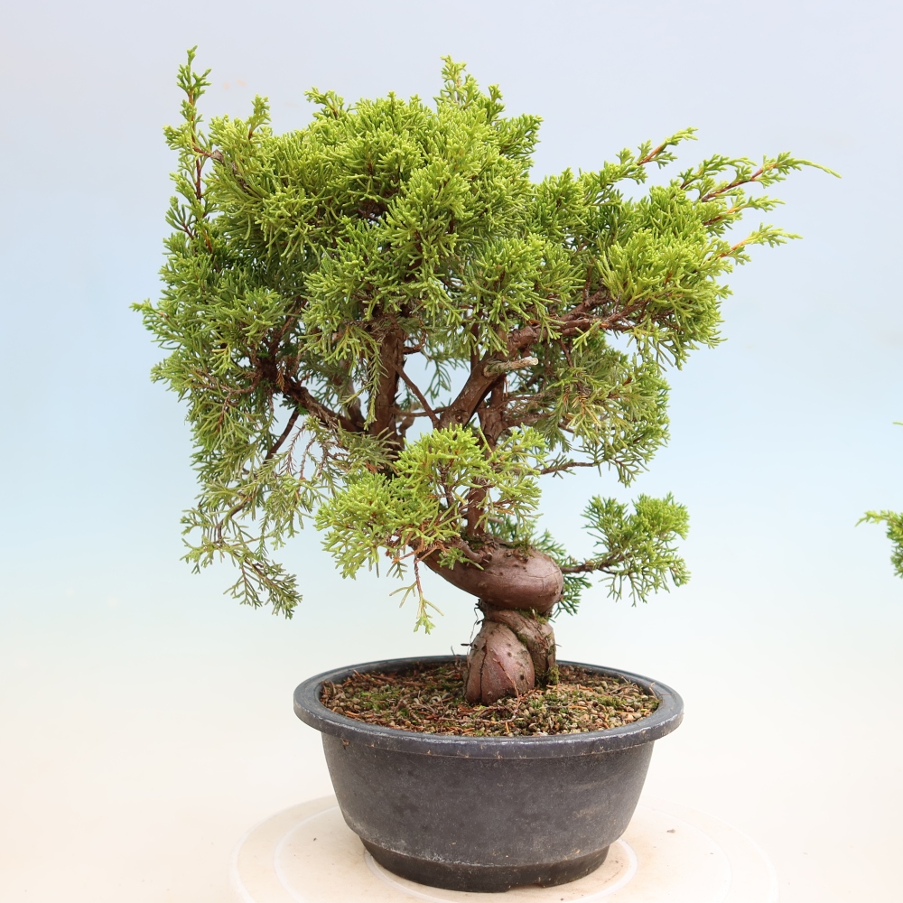 Bonsai für draußen - Juniperus chinensis Itoigawa-Juniperus chinensis