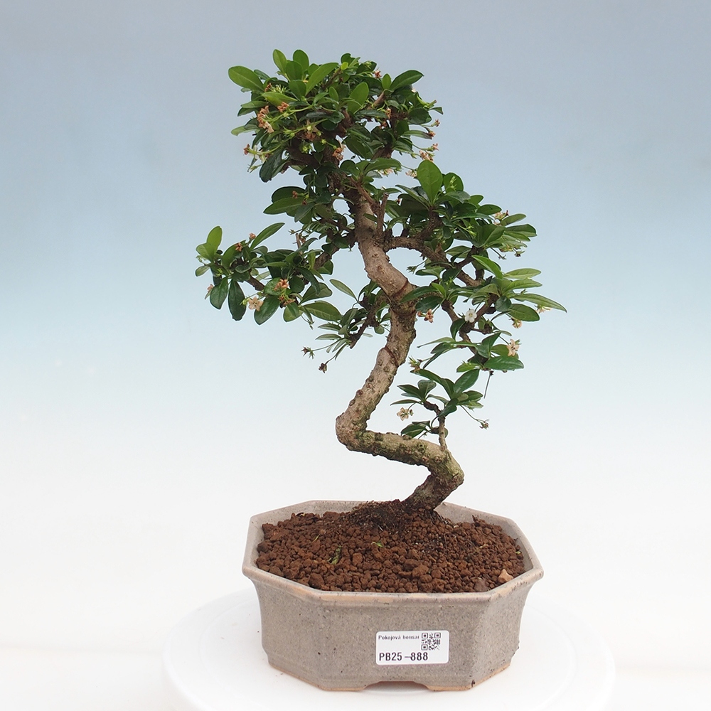 Zimmer Bonsai - Carmona macrophylla - Tea Fuki