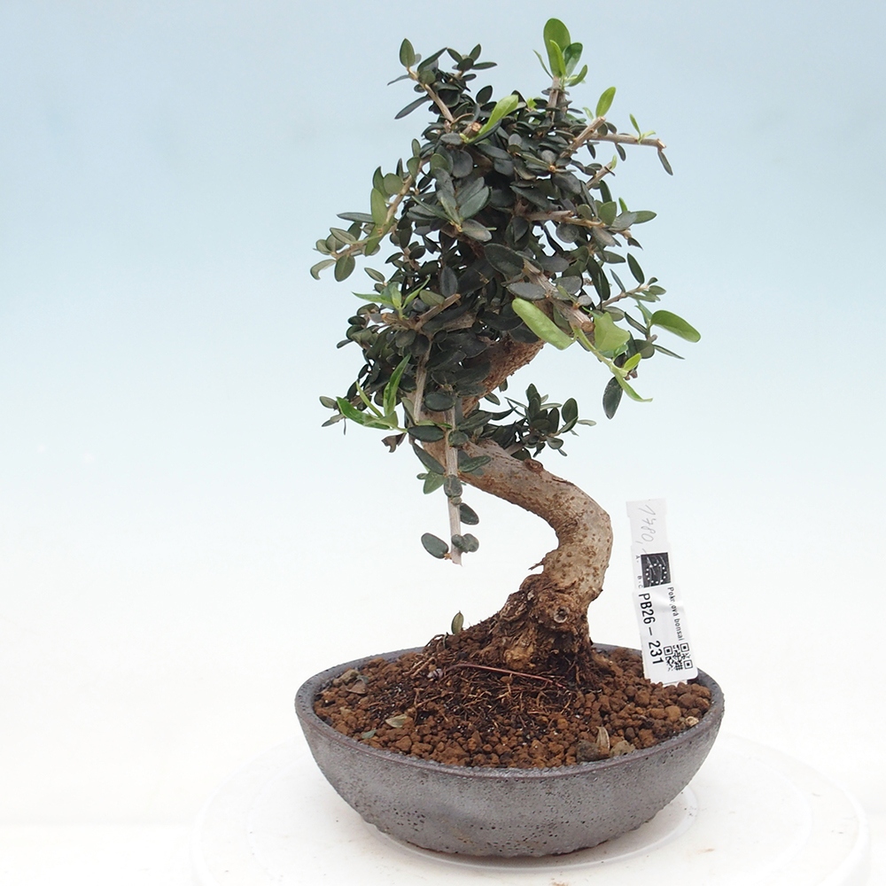 Zimmerbonsai - Olea europaea sylvestris