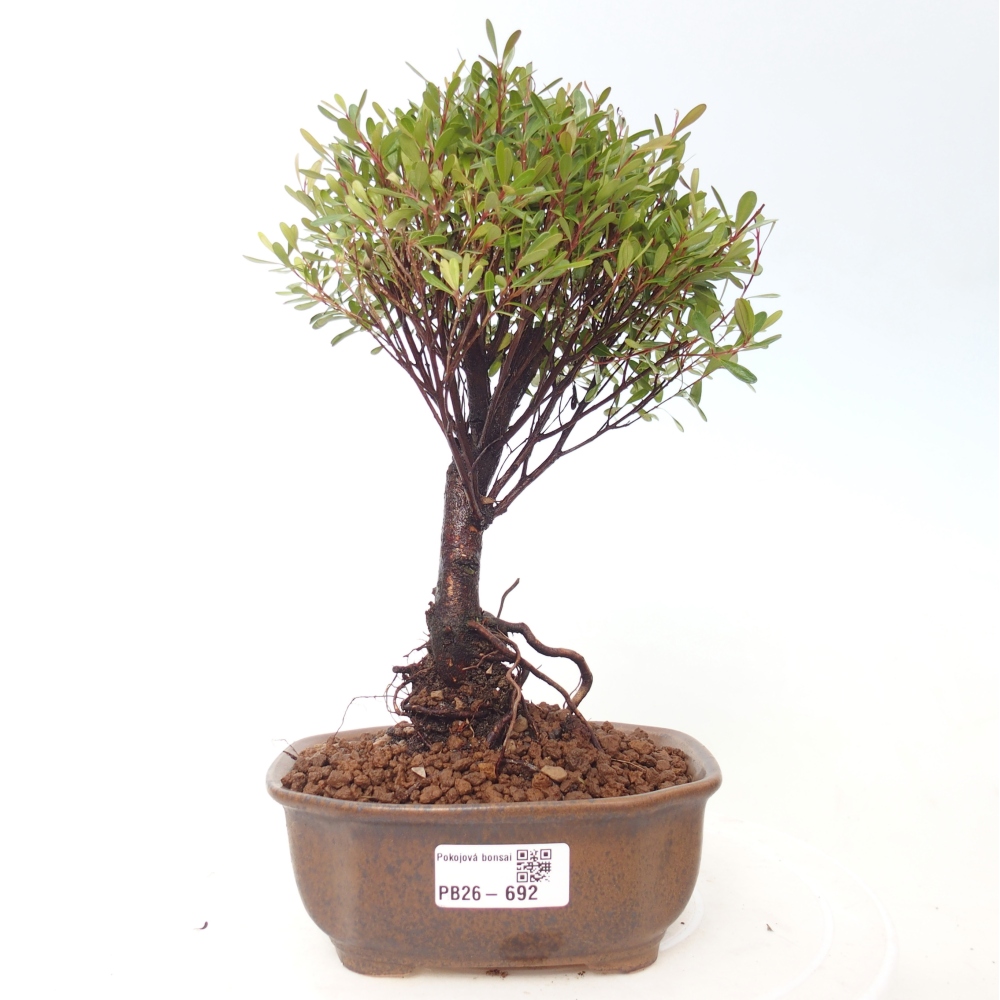 Zimmer Bonsai - Syzygium - Piment