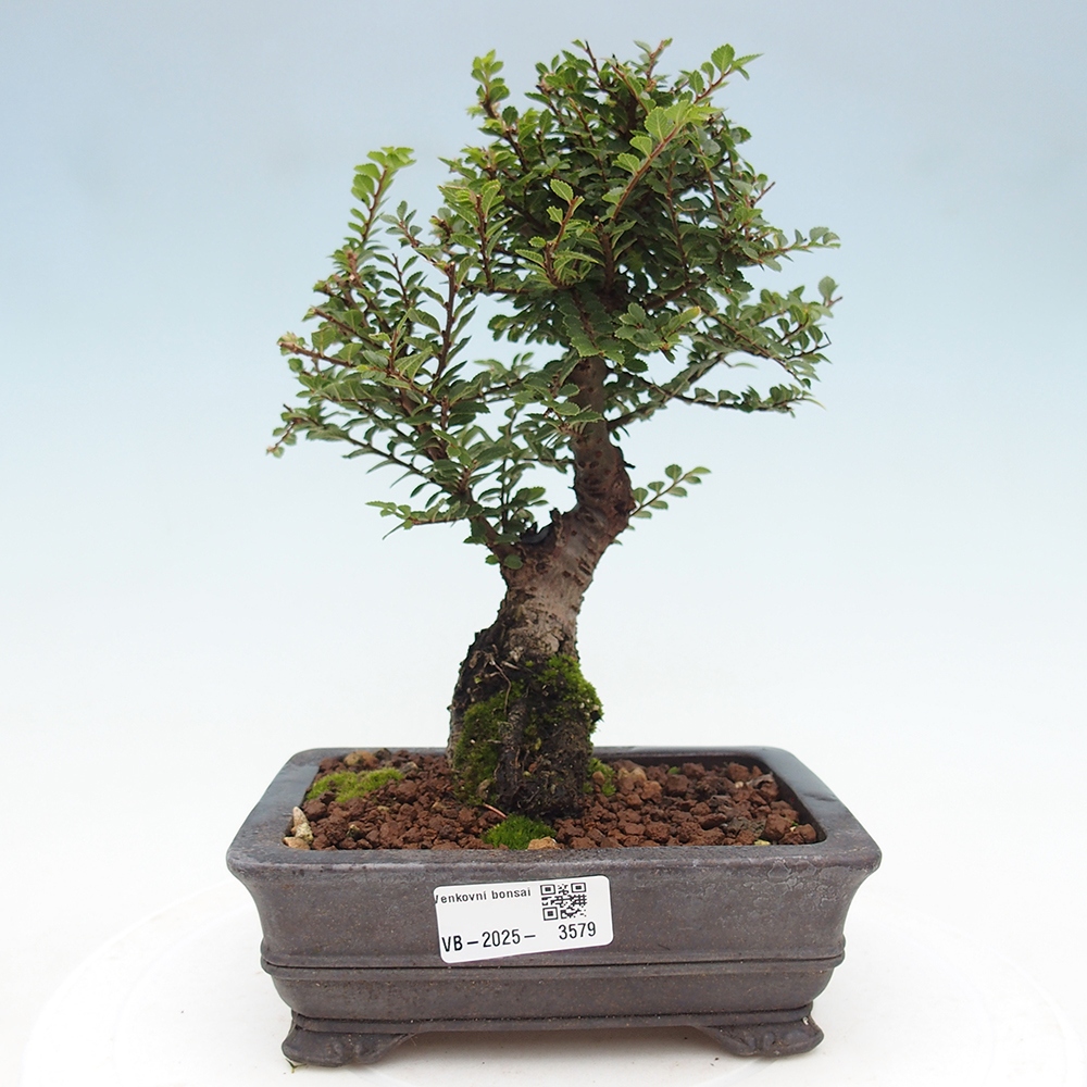 Bonsai im Freien - Ulmus parvifolia Hokkaido - Chinesische Ulme