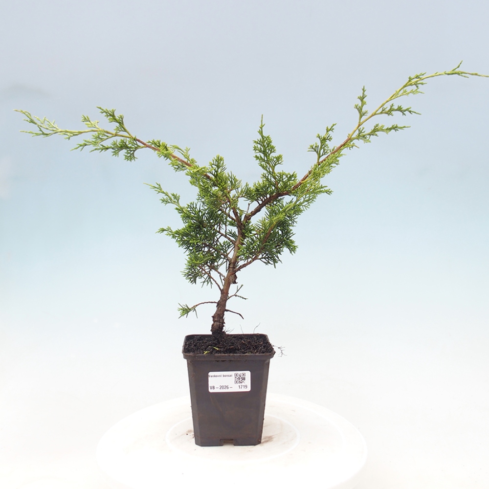 Bonsai für draußen - Juniperus chinensis Itoigawa