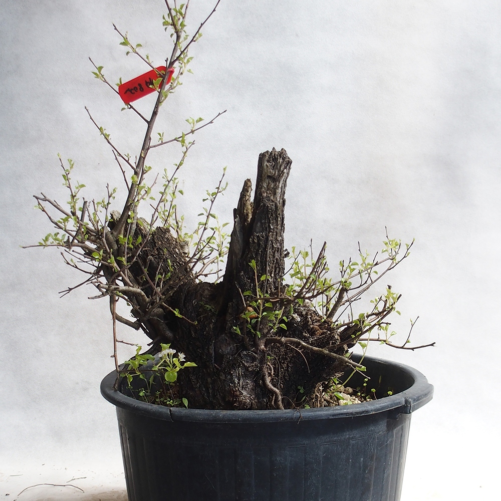 Outdoor Bonsai -Mahalebka - Prunus Mahaleb