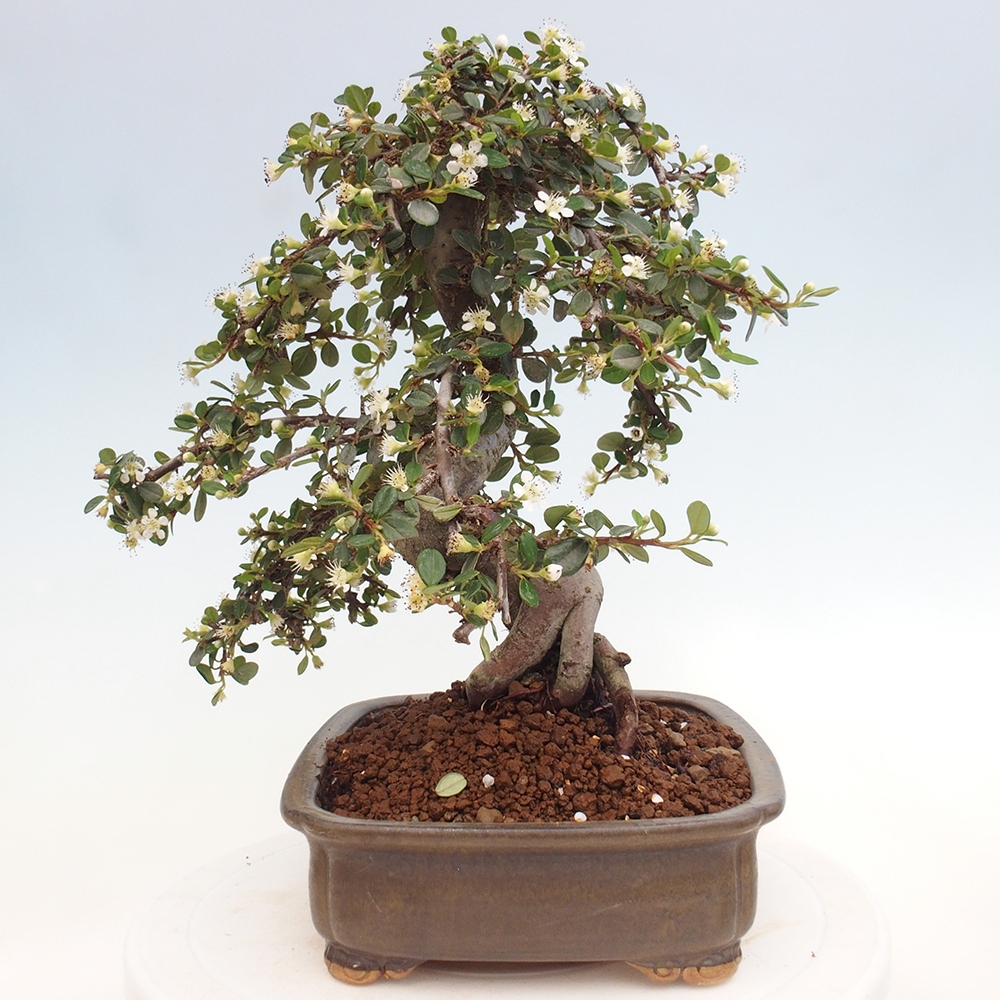 Outdoor-Bonsai-Cotoneaster dammeri - Rock Damer