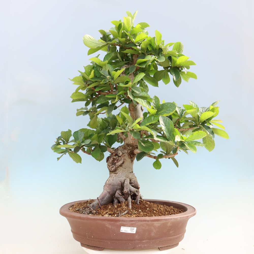 Bonsai für draußen - Photinia villosa