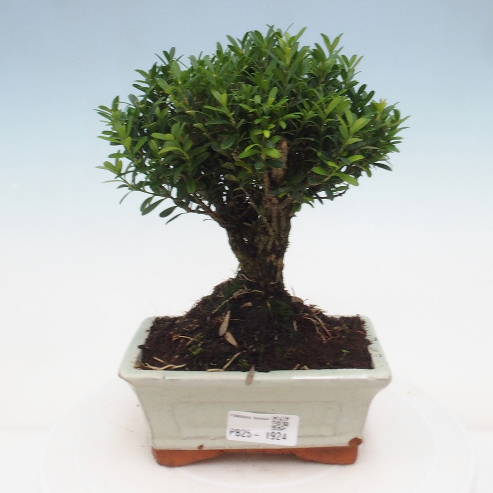 Innenbonsai - Buxus harlandii - Korkbuchsbaum