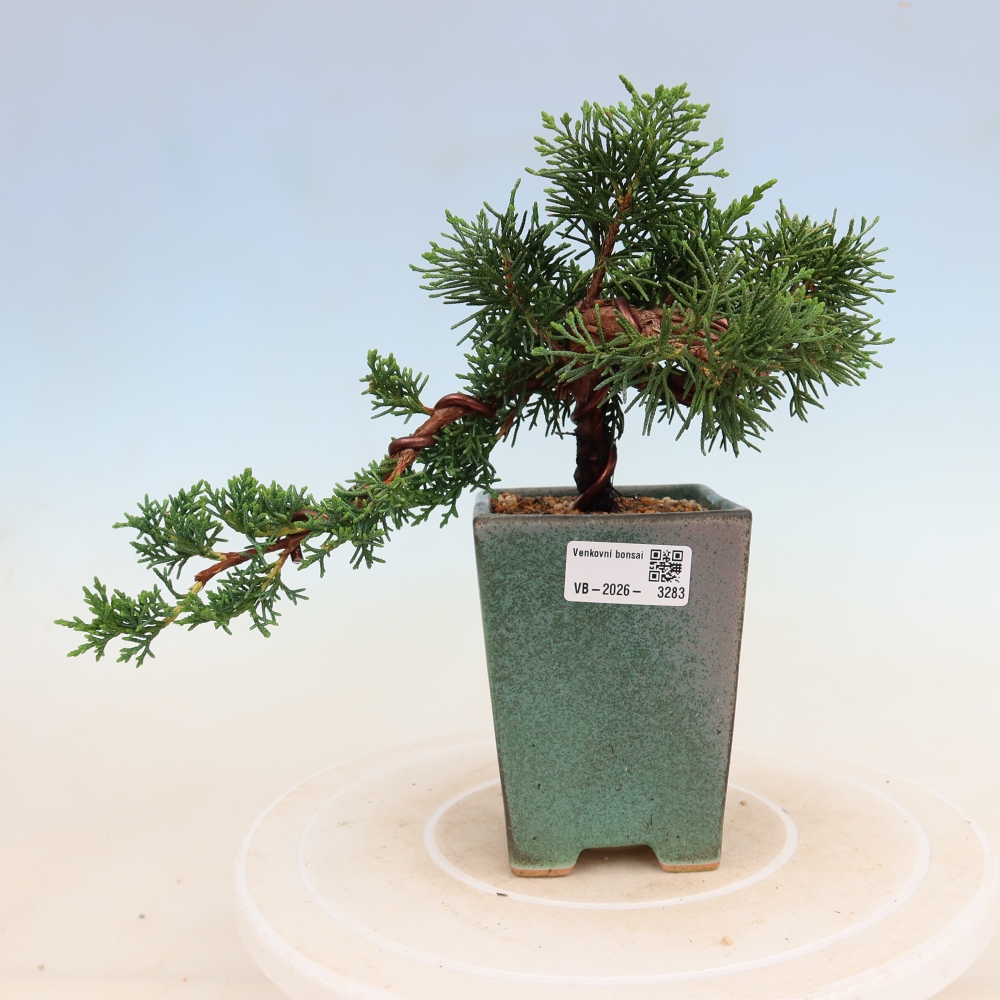 Bonsai für draußen - Juniperus chinensis Kishu