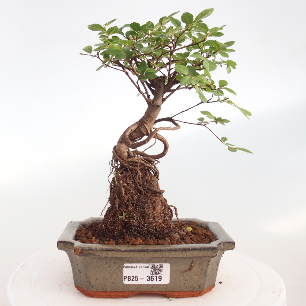 Zimmerbonsai - Ulmus parvifolia - Kleinblättrige Ulme