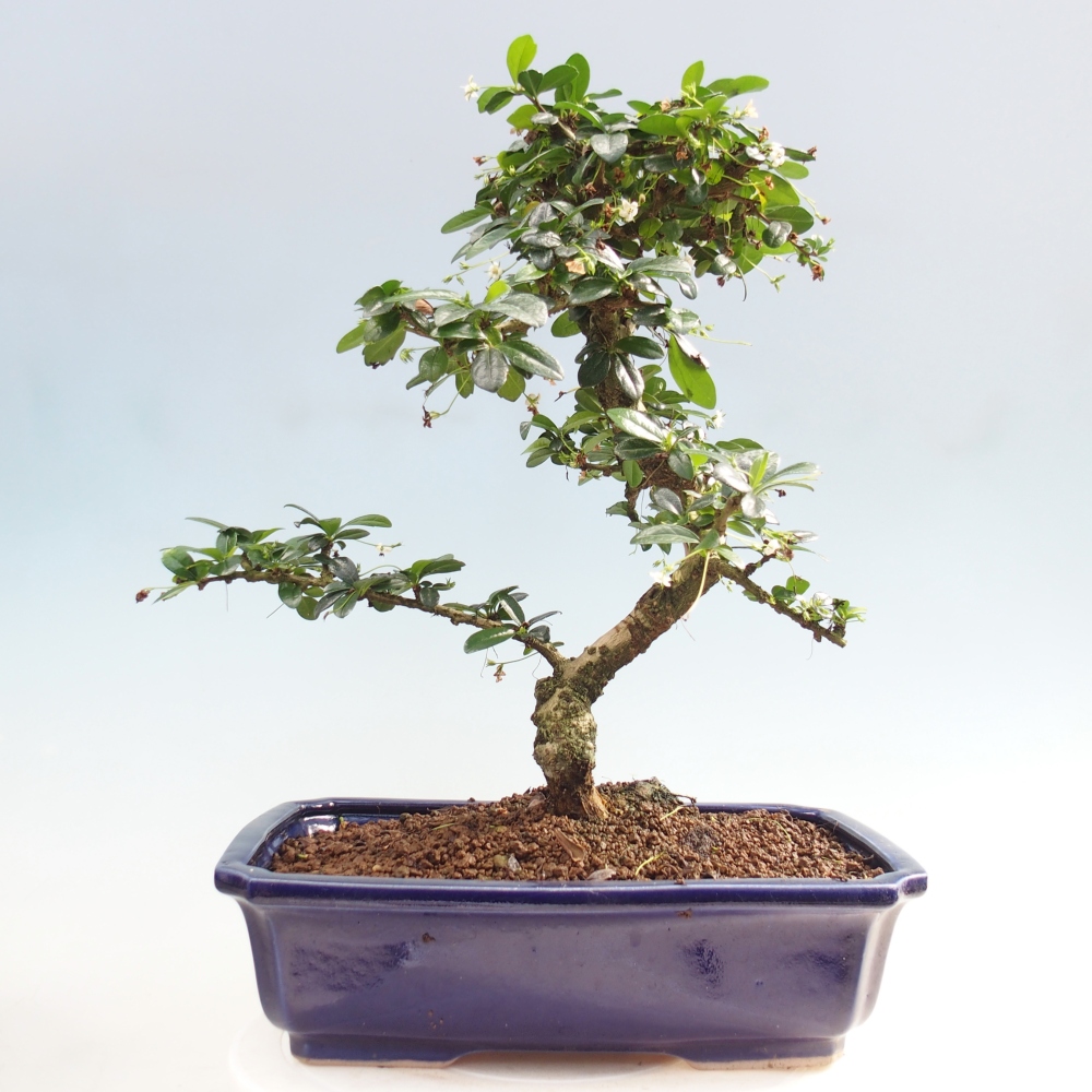 Zimmer-Bonsai - Carmona macrophylla - Tee-Fuki