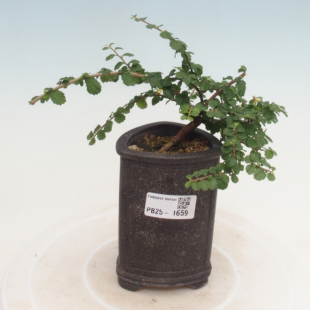 Zimmerbonsai - Grewia sp. - Kleinblättriges Grewie