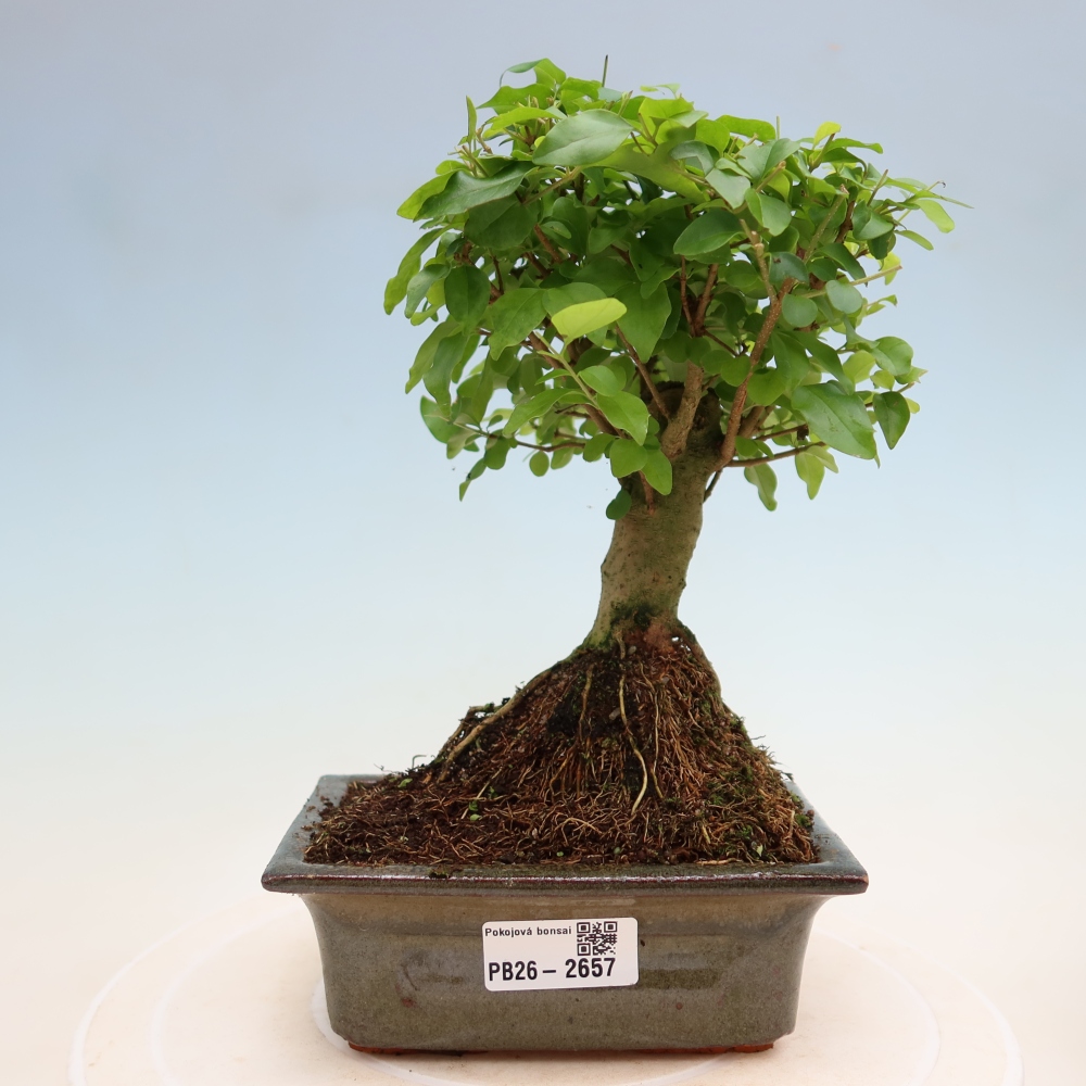 Zimmer Bonsai -Ligustrum chinensis - Vogelschnabel