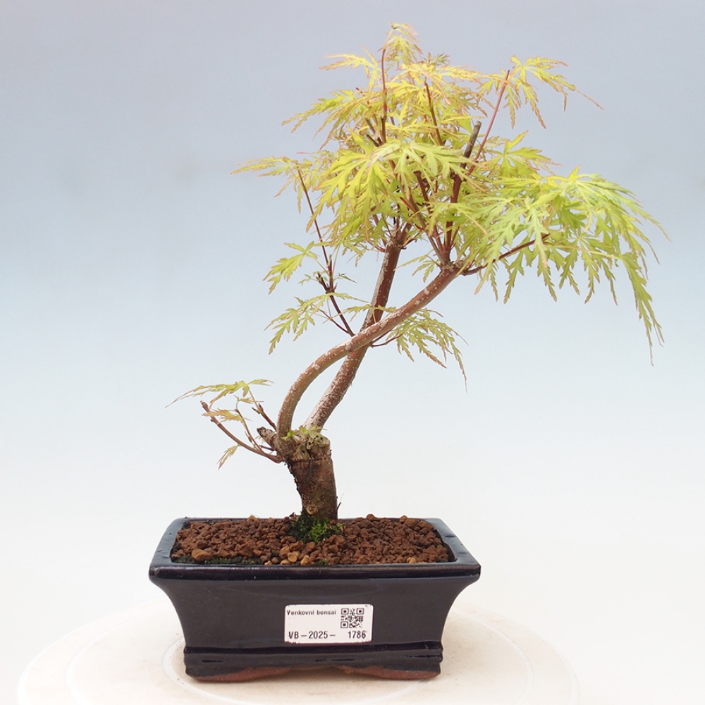 Bonsai im Freien - Acer palmatum Dissectum - japanischer Ahorn 