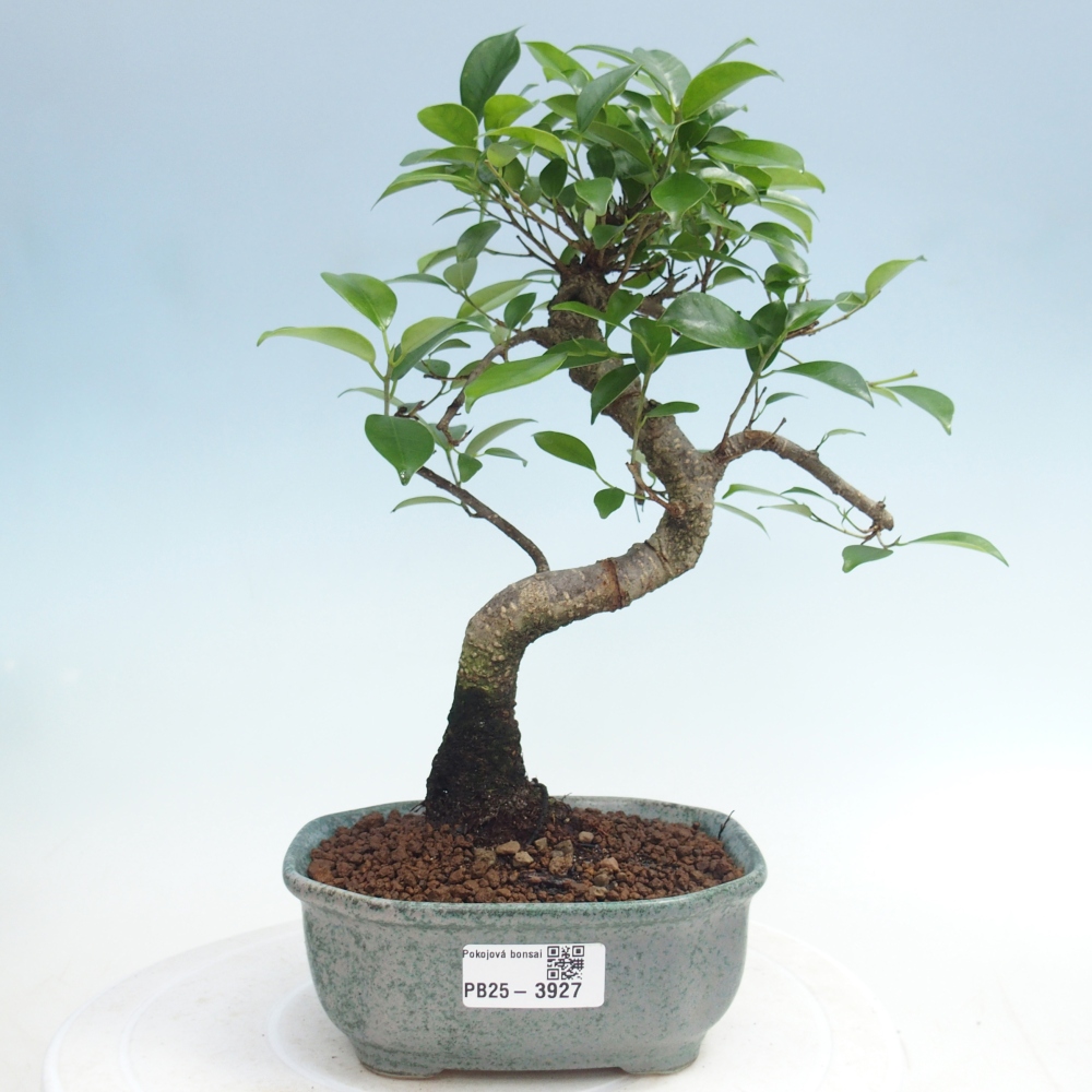 Zimmerbonsai - Ficus retusa - Kleinblättriger Ficus