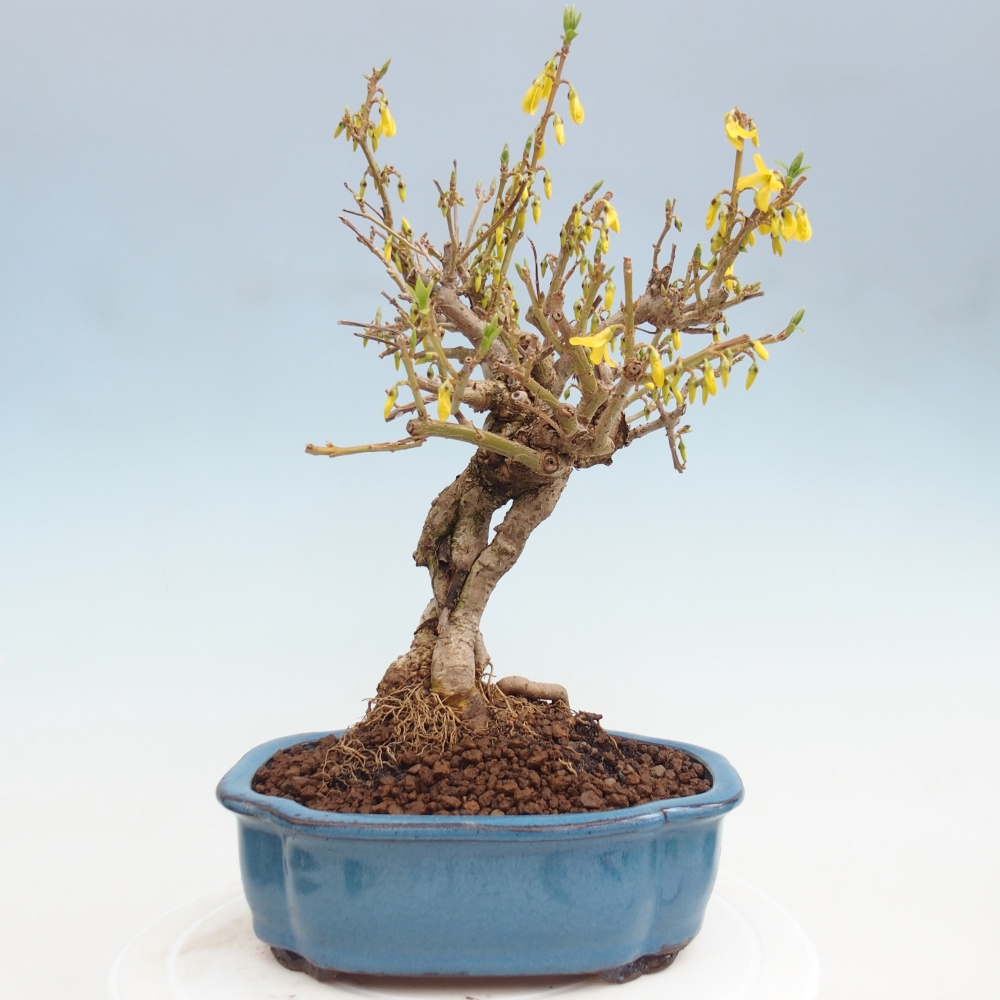 Bonsai für draußen - Zlatice - Forsythia koreana