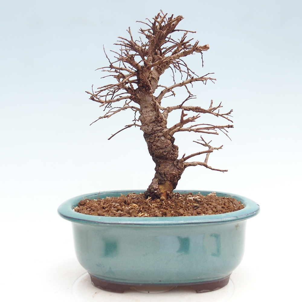 Bonsai für draußen - Zelkova - Zelkova NIRE