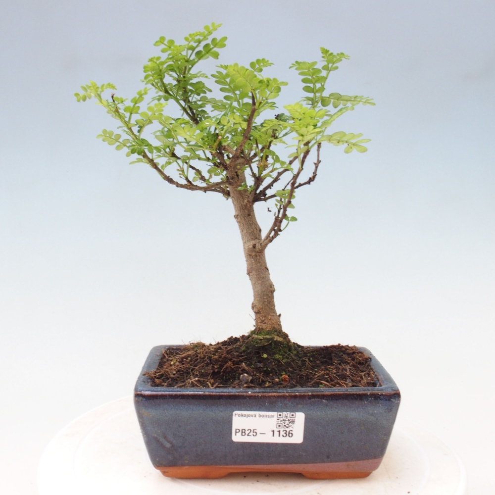 Indoor-Bonsai - Zantoxylum piperitum - Pfefferminze