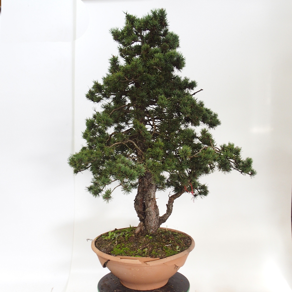 Yamadori - Pinus sylvestris Spanien