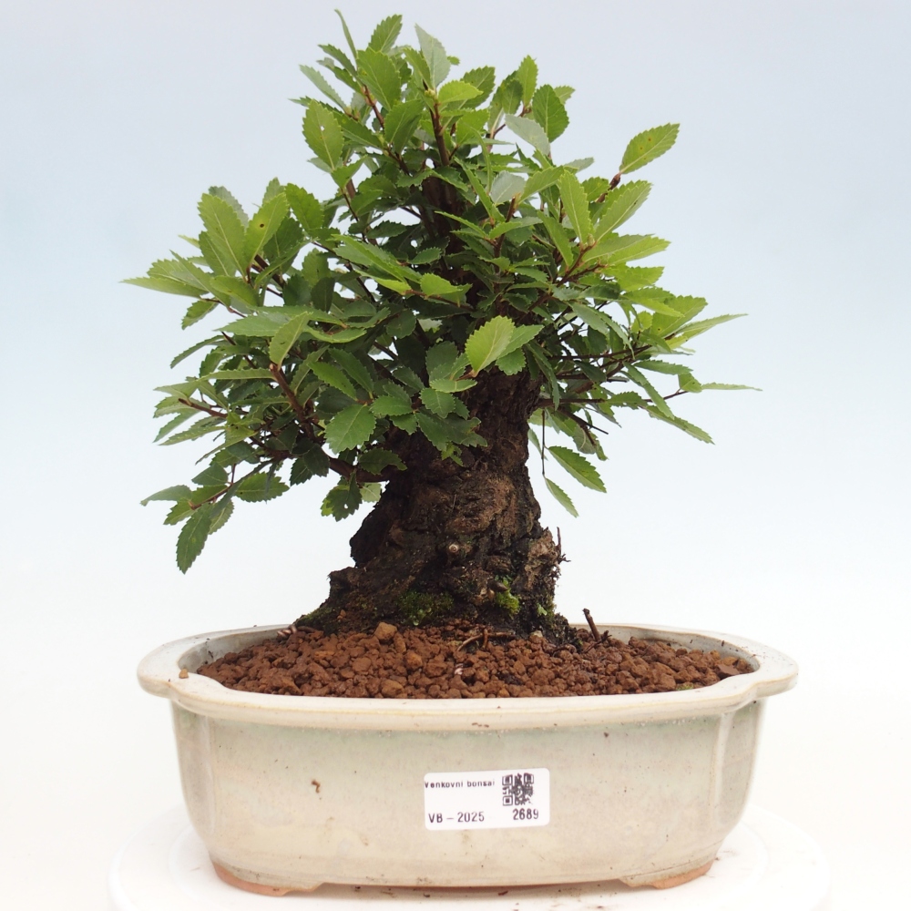 Bonsai im Freien - Zelkova - Zelkova NIRE